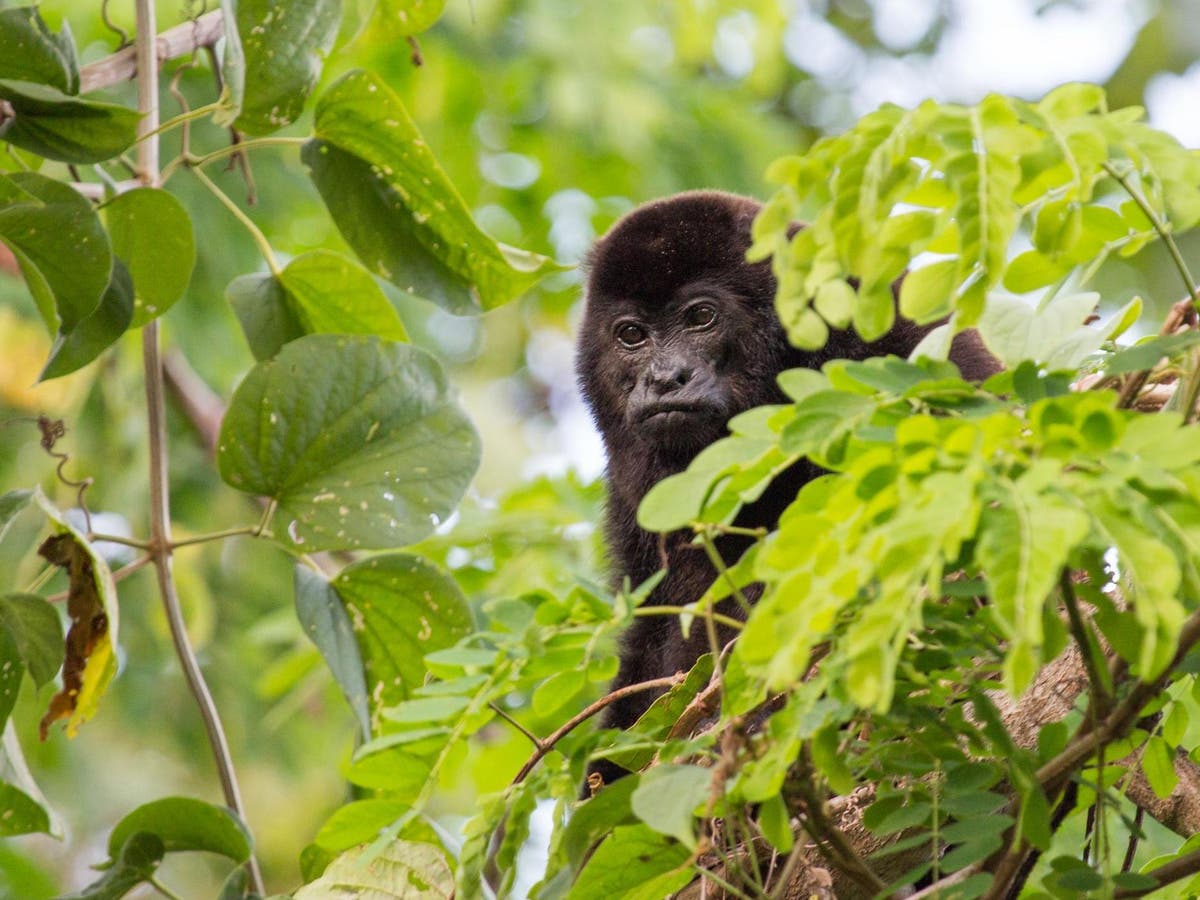 Monkeypox: What we know about rare virus as infection confirmed in England